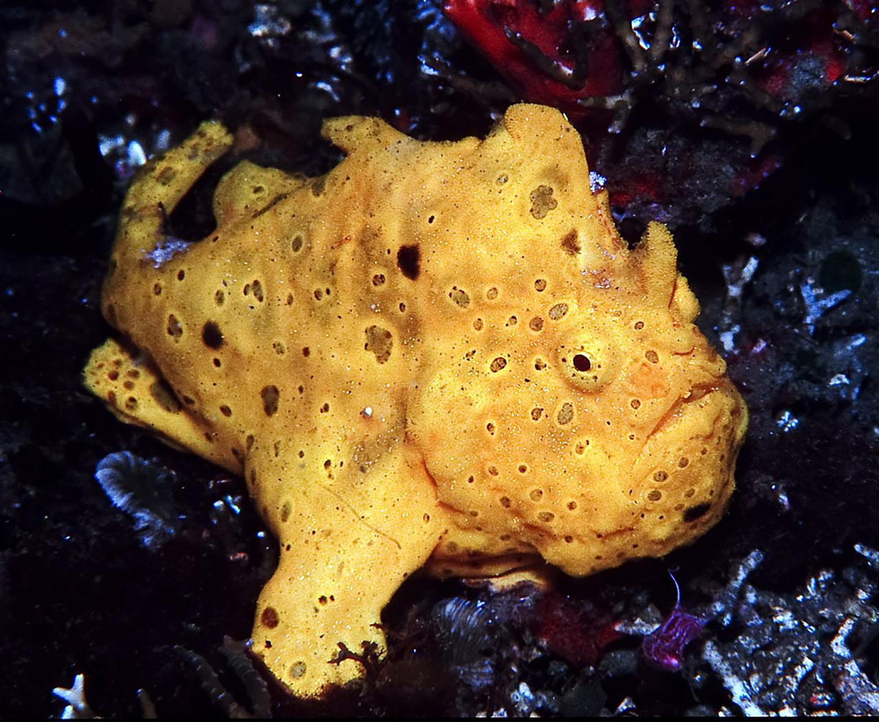 Gelber Anglerfisch
