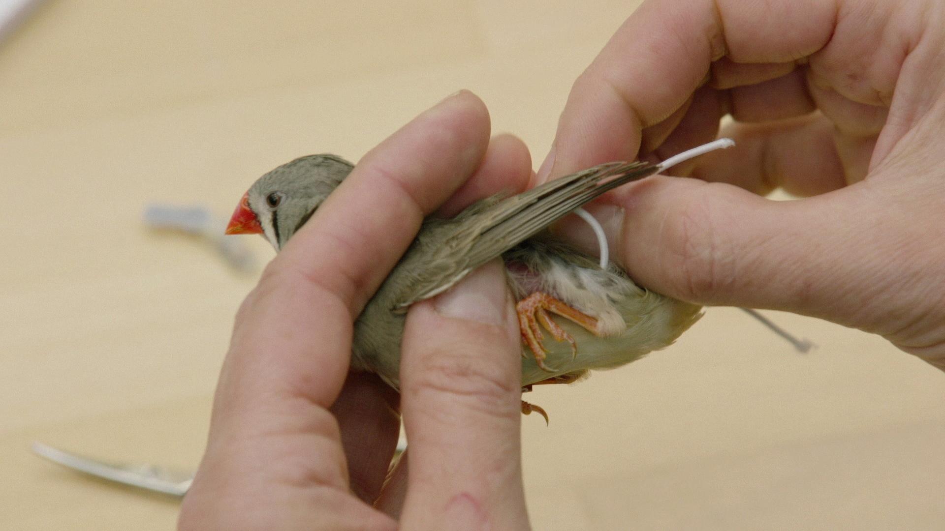 Ein Vogel wird untersucht.