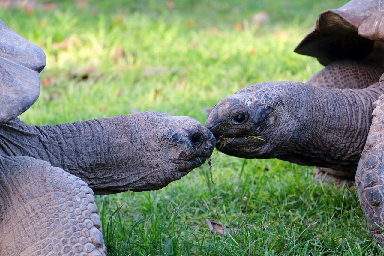 Zwei Riesenschildkröten, Bird Island