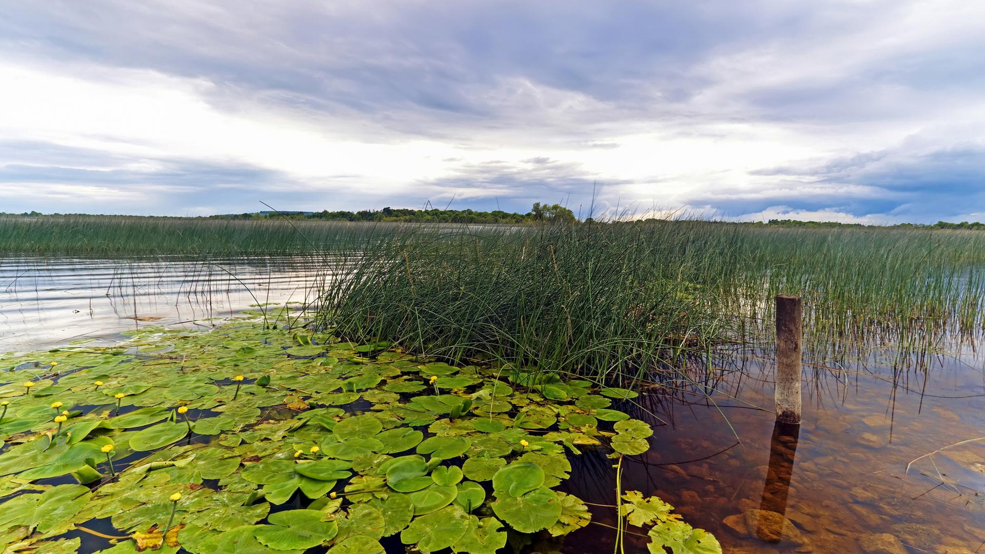 Der Fluss Shannon - Sinnbild einer außergewöhnlichen Landschaft