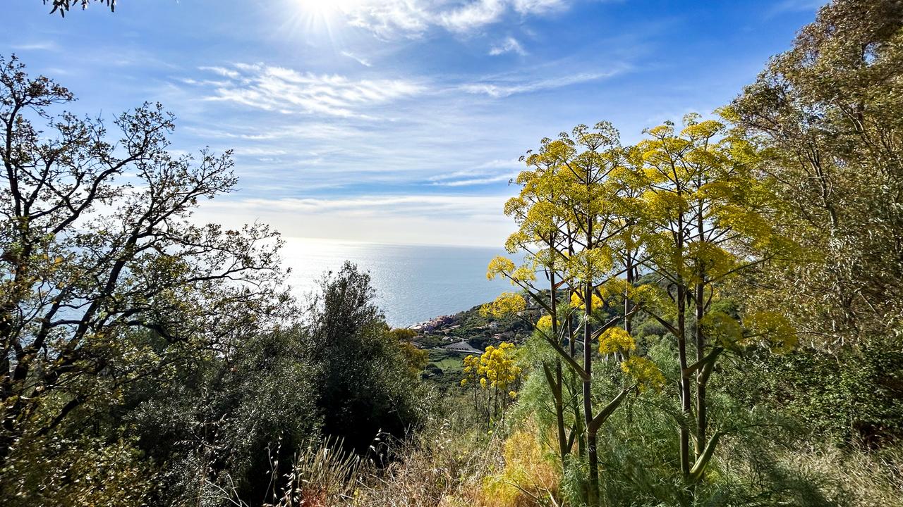 Das Bild zeigt eine Landschaft in Sizilien mit üppiger Vegetation. Im Vordergrund stehen hellgelbe Pflanzen, umgeben von grünem Gewächs. Im Hintergrund ist das Meer sichtbar, unter einem bewölkten Himmel.