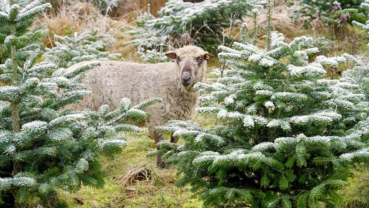 Das Bild zeigt ein Shropshire-Schaf, das auf einer Christbaum-Plantage steht. Im Vordergrund sind mehrere Tannenbäume zu sehen, die mit einer Schicht Schnee oder Raureif bedeckt sind. Die Pflanzen sind dicht beieinander und bilden eine grüne Kulisse. Das Schaf hat ein graues, lockiges Fell und schaut in Richtung der Kamera, mit einem klaren Blick. Die Umgebung wirkt winterlich und festlich, passend zur Weihnachtszeit. Im Hintergrund sind einige grüne Gräser und weitere Tannenbäume sichtbar, was die ländliche Atmosphäre unterstreicht.