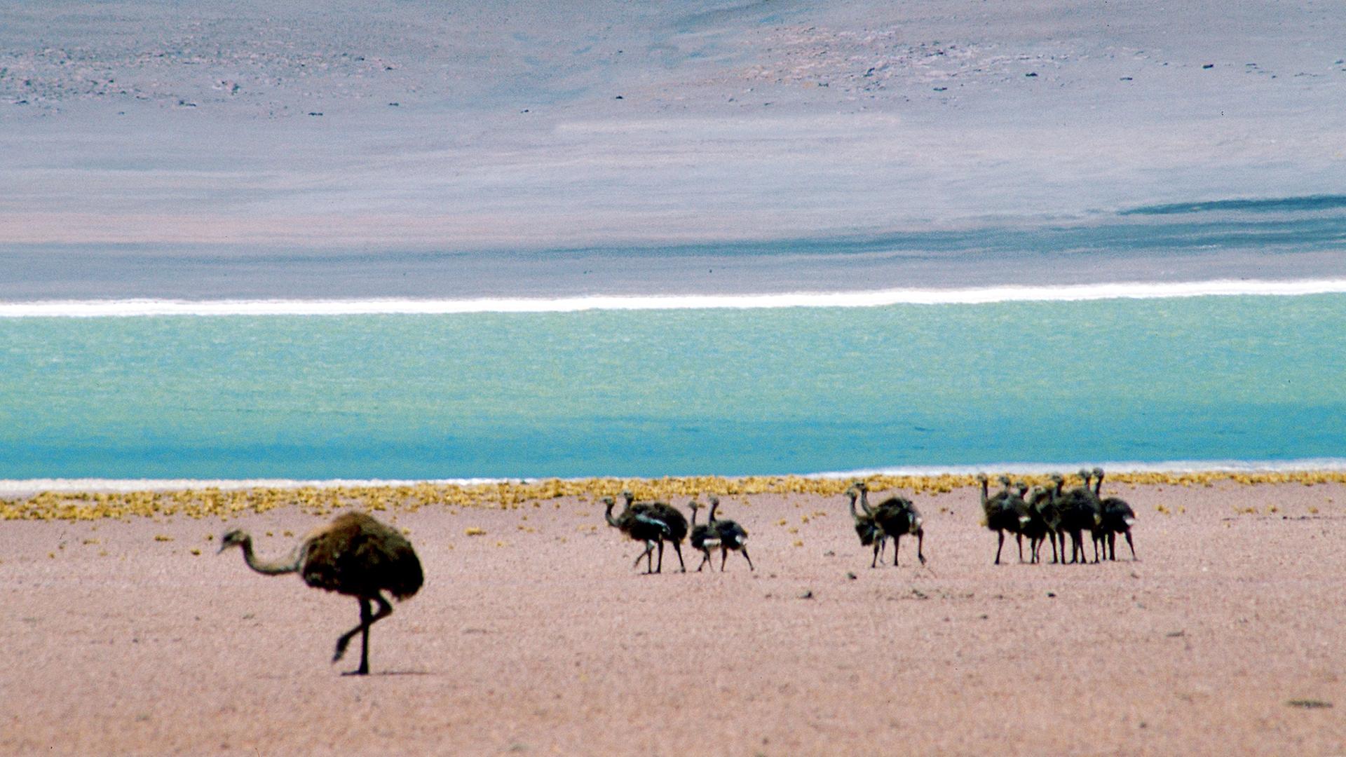 voegel laufen am see in einer wueste