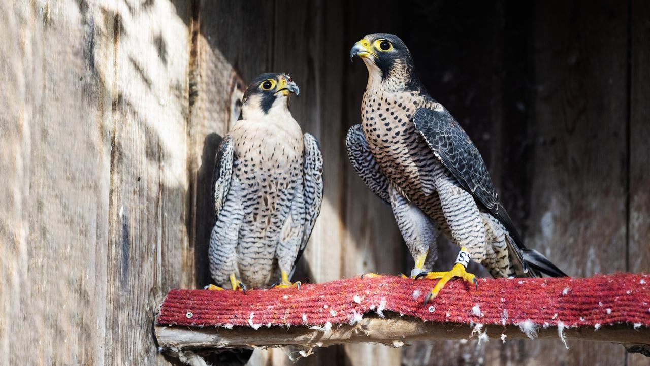 Zwei Wanderfalken sitzen nebeneinander vor einer Holzwand