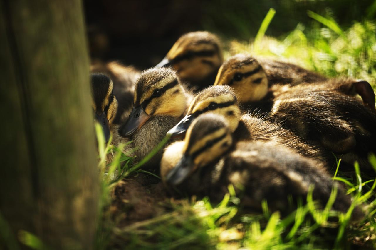 Mehrere kleine Enten sitzen eng nebeneinander auf Gras