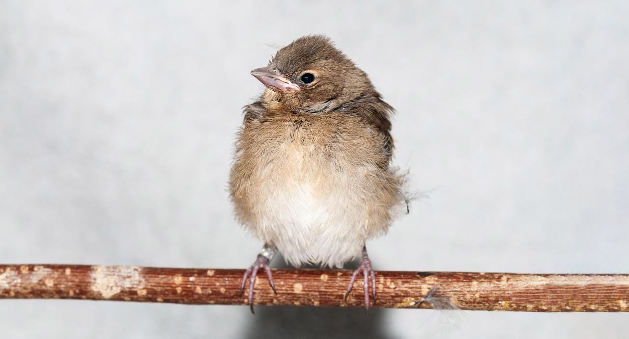 Ein kleiner Vogel sitzt auf einem Zweig