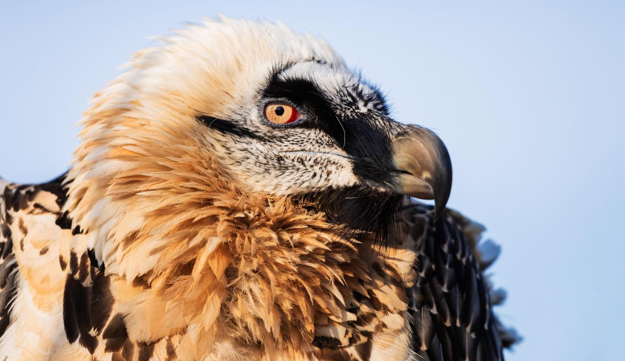 Ein Vogel vor blauem Himmel