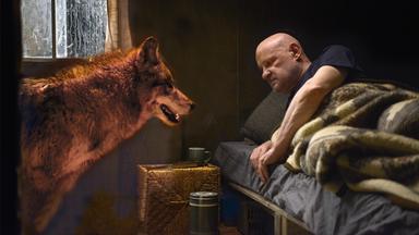 "Spreewaldkrimi - Zeit der Wölfe": Kommissar Krüger (Christian Redl) liegt halb erhoben auf seinem Bett in seinem Wohnwagen. Ihm gegenüber steht ein Wolf und schaut ihn an.