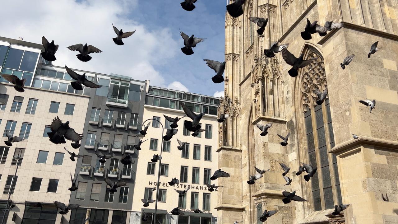 Tauben im Flug am Stephansplatz mit Blick auf den Stephansdom und moderne Gebäude im Hintergrund in Wien. 