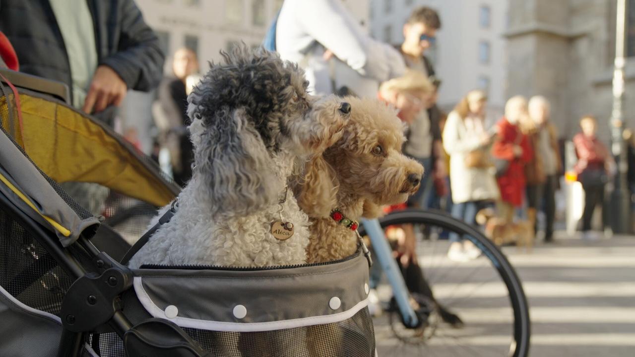 Ein Pudel im Kinderwagen beobachtet aufmerksam das Geschehen um sich herum auf dem Stephansplatz in Wien. 