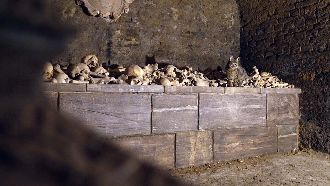 Katze sitzt auf einem alten Holzbehälter mit menschlichen Schädeln und Knochen in einem historischen Gewölbe.