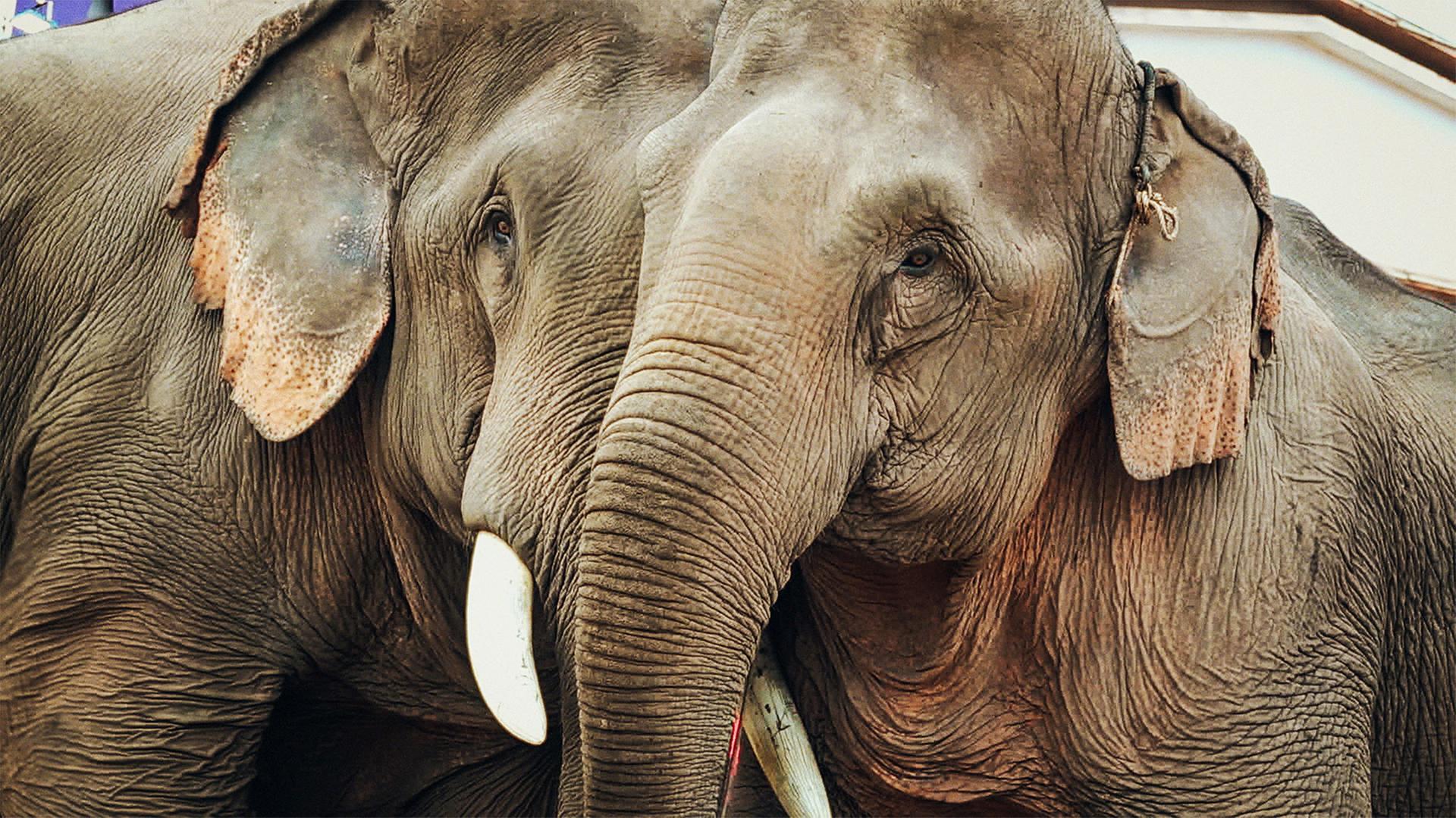 Zwei Elefanten eng beieinander stehend