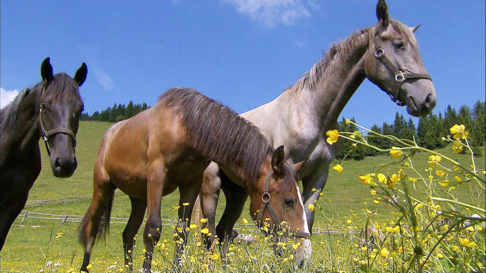 Pferde auf einer grünen Wiese