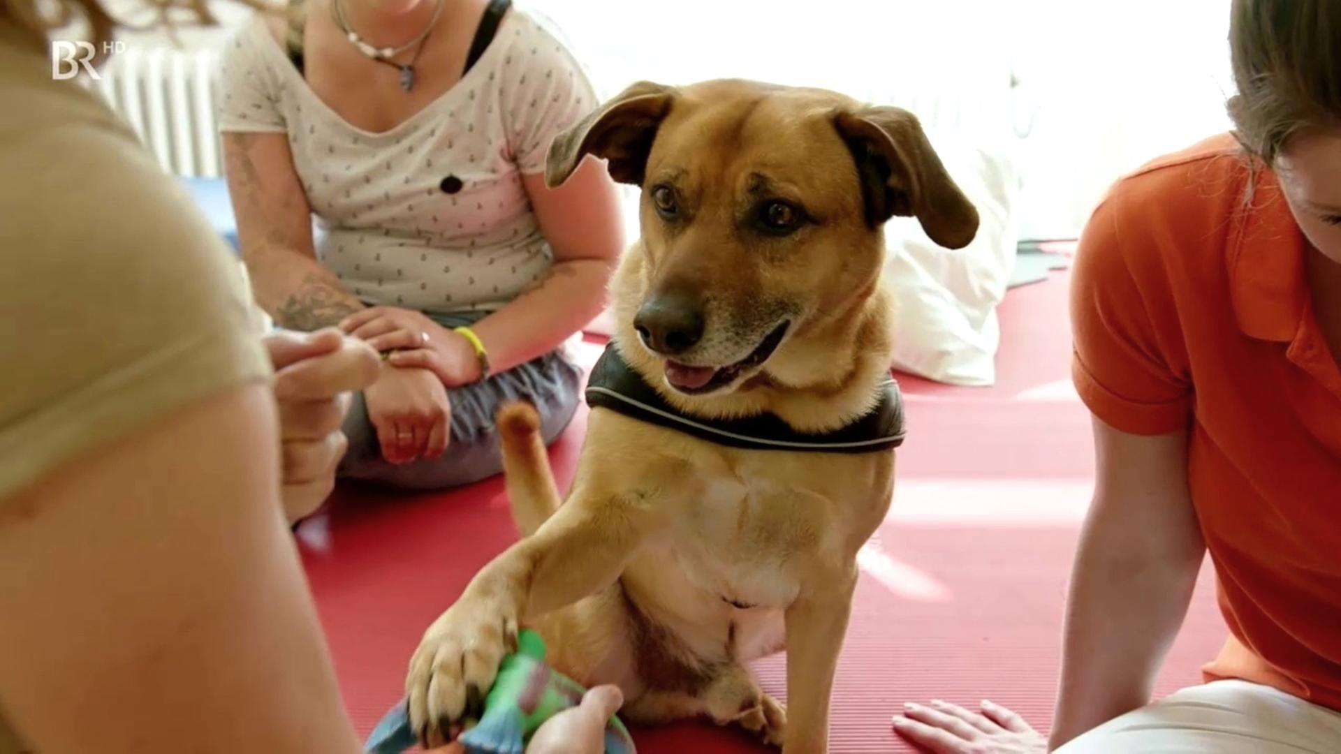 Der Schäfermischling) "Jake" gibt Pfötchen bei einer 