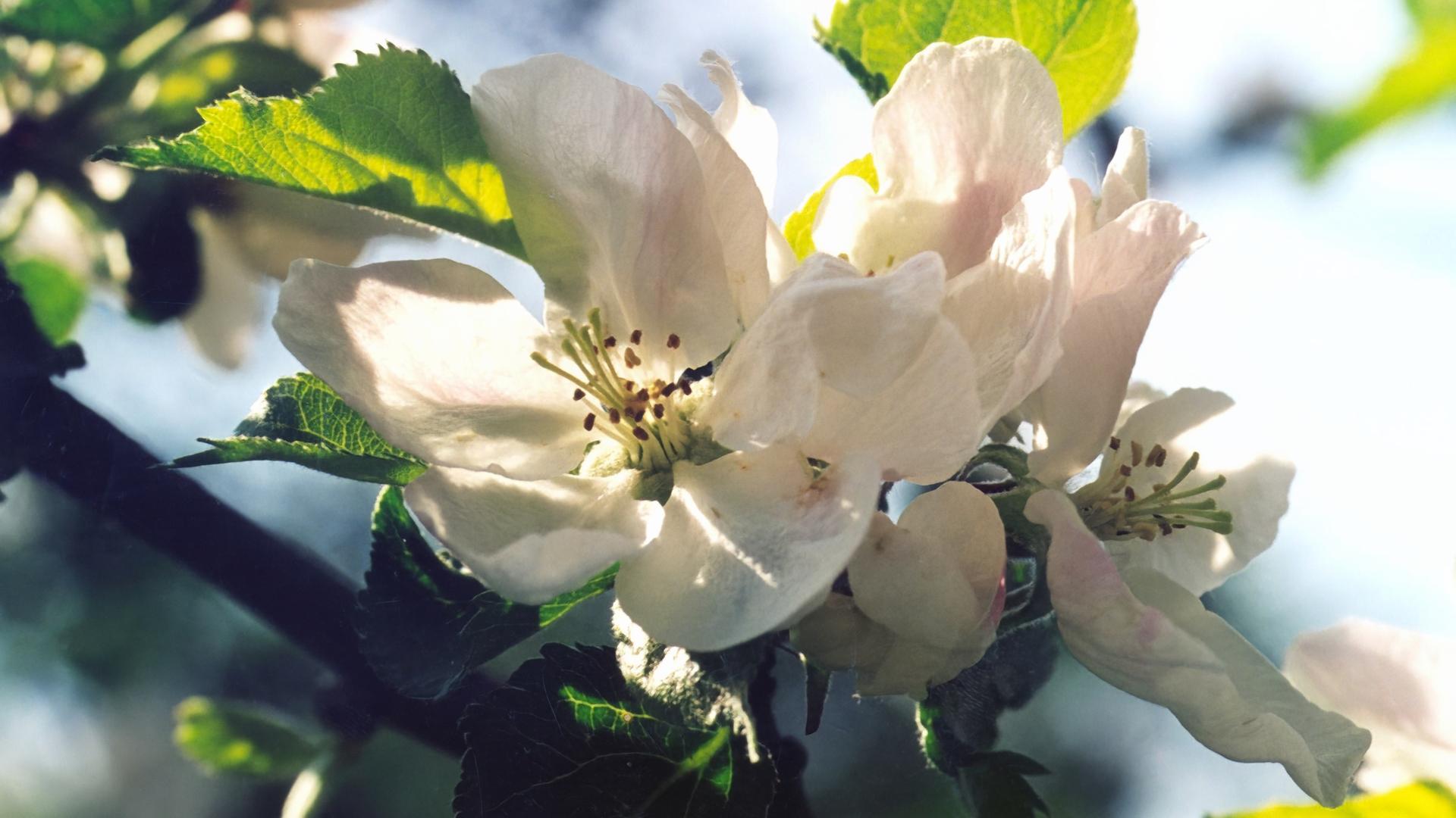 Nahaufnahme von Apfelblüten.