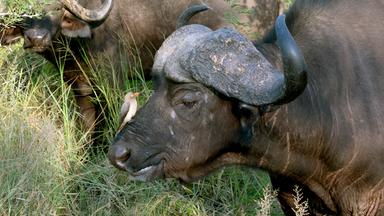 Afrikanischer Büffel