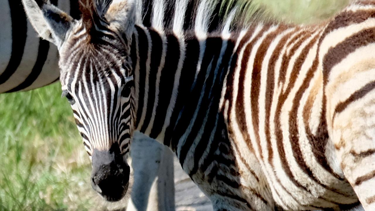 Zebras