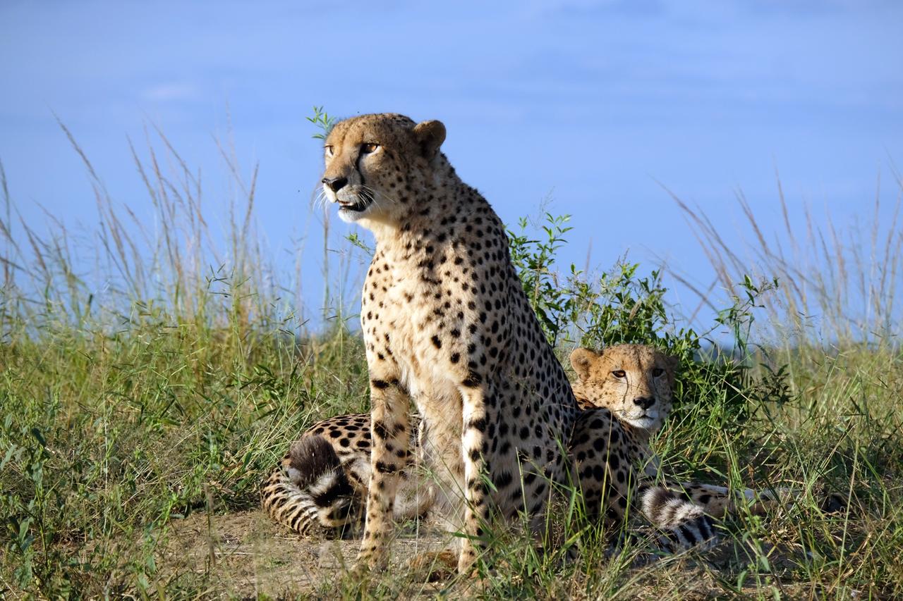 Gepardweibchen mit ihren Jungen