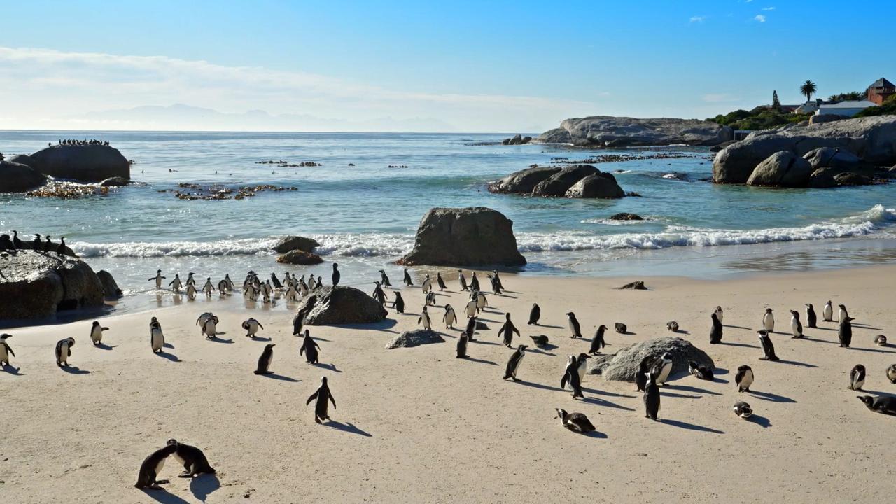 An einem Strand befinden sich viele Pinguine. An der Uferlinie und im Wasser liegen Felsstücke, über dem Meer scheint die Sonne am blauen Himmel.