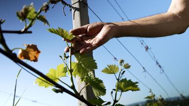 Eine Hand berührt eine junge Weinrebe an einem Spalier im Weingarten unter blauem Himmel.