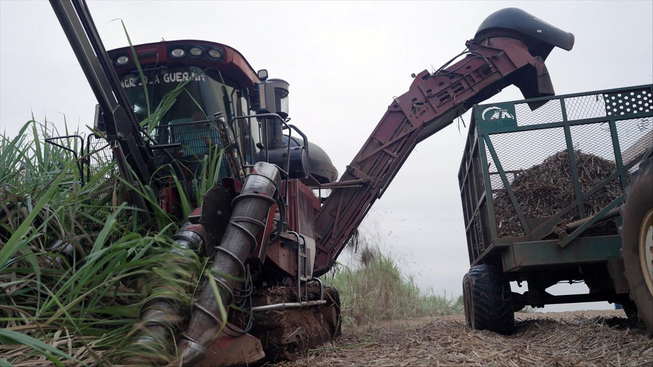 Das Bild zeigt eine Zuckerrübenernte mit einem landwirtschaftlichen Fahrzeug, das Zuckerrohr erntet. Der Erntekopf ist sichtbar, während das Zuckerrohr in einen Anhänger geladen wird.