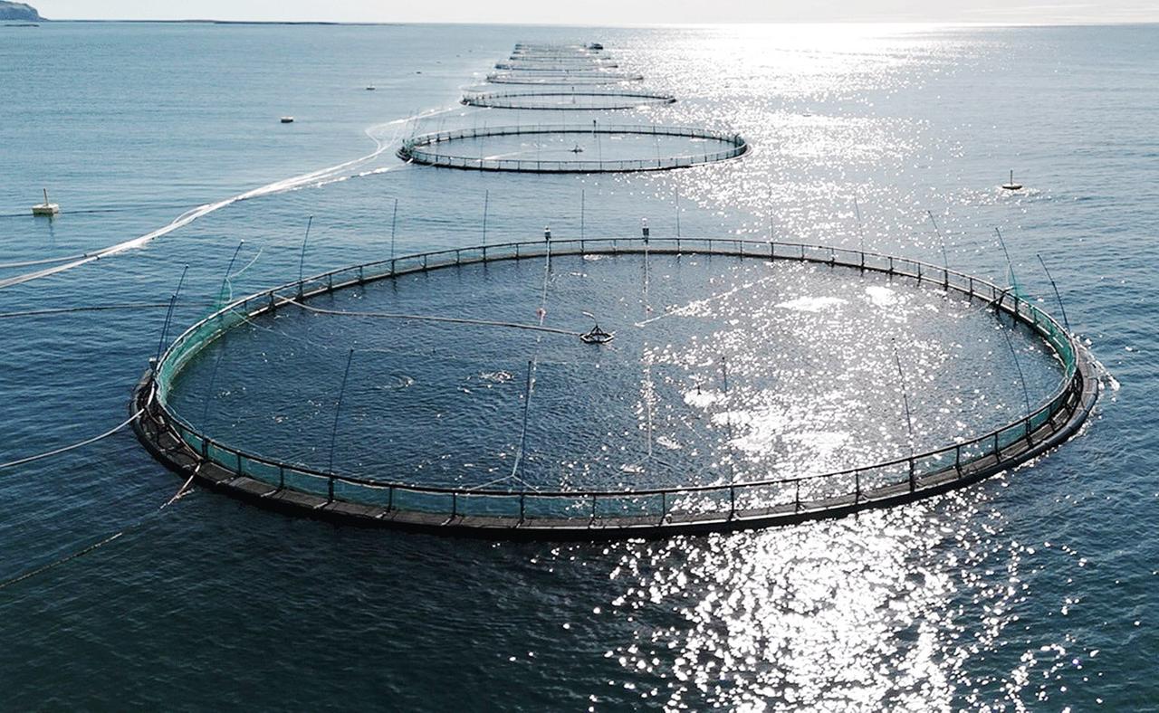 Im Gegenlicht Netzgehege im schimmernden Wasser