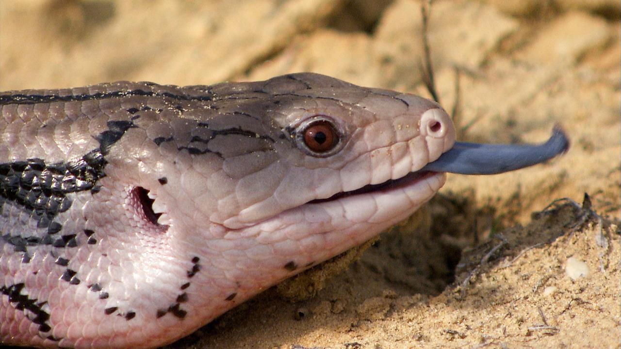 Blauzungenskink