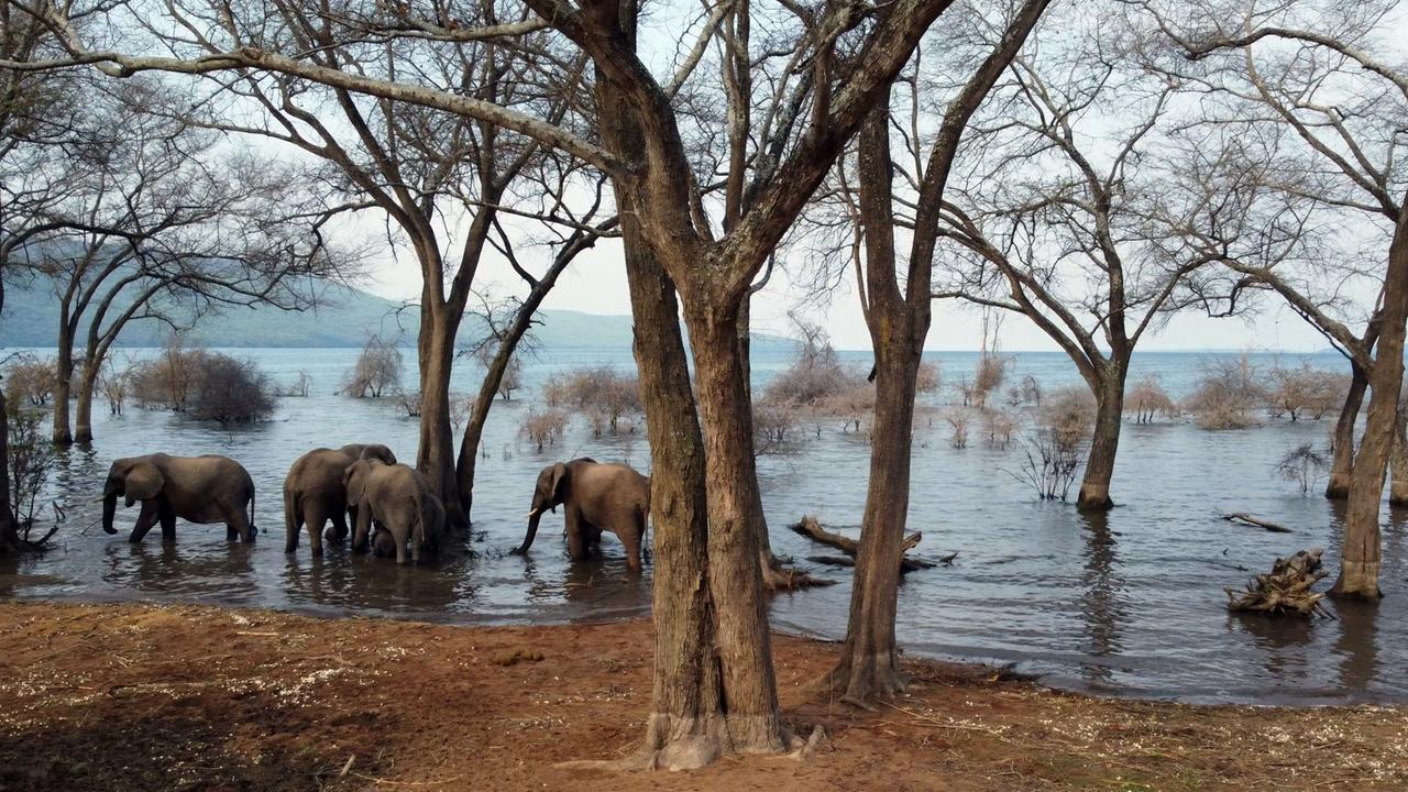 Das Bild zeigt eine Szene am Tanganjikasee, einem der größten und ältesten Seen in Afrika. Im Vordergrund sind mehrere Elefanten zu sehen, die im flachen Wasser stehen. Sie haben graue Haut und sind teilweise im Wasser eingetaucht, während sie ihren Rüssel benutzen, um sich zu trinken oder nach Nahrung zu suchen.  Um die Elefanten herum befinden sich vereinzelte kahle Bäume mit einem verwitterten Erscheinungsbild. Der Boden ist sandig und zeigt einige Erdreste. Im Hintergrund ist der See sichtbar, dessen Wasseroberfläche sanft glitzert. Einige kleine, baumartige Strukturen ragen aus dem Wasser empor. Die Landschaft hat eine natürliche, unberührte Schönheit.  Der Himmel ist hell, und es herrscht eine ruhige Atmosphäre, die die Eindrücke der Tierwelt und der umgebenden Natur verstärkt.