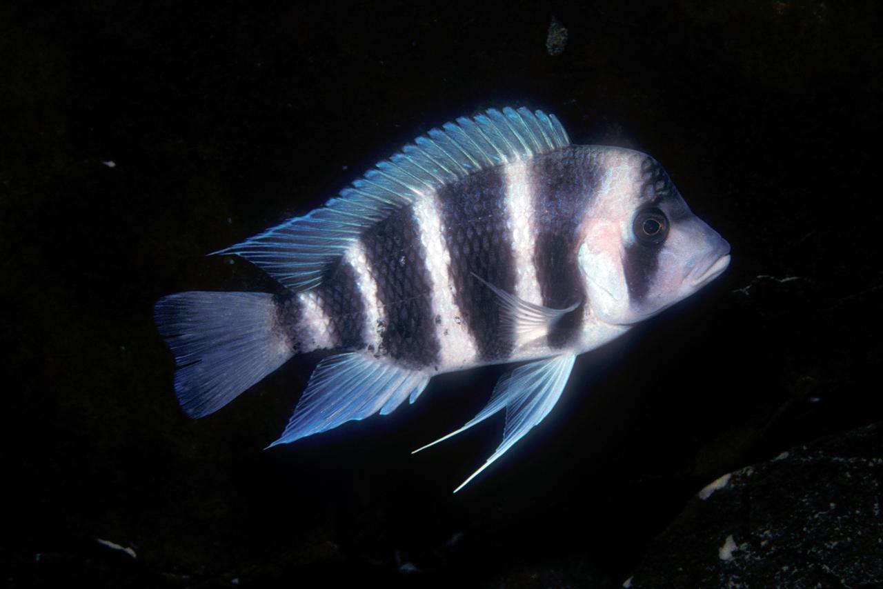 Das Bild zeigt einen Buntbarsch, der im Tanganjikasee lebt. Der Fisch hat eine silberne Haut mit auffälligen, dunklen Streifen, die ihn über den Körper verlaufen. Seine Flossen sind flach und weit verbreitet, mit einem durchscheinenden, bläulichen Schimmer. Die Augen des Fisches sind groß und rund, und das Ganze ist vor einem dunklen Hintergrund abgebildet, der die Farben des Fisches hervorhebt.   Der Tanganjikasee, einer der tiefsten Seen der Welt, ist bekannt für seine einzigartige Tierwelt, darunter zahlreiche Arten von Buntbarschen.