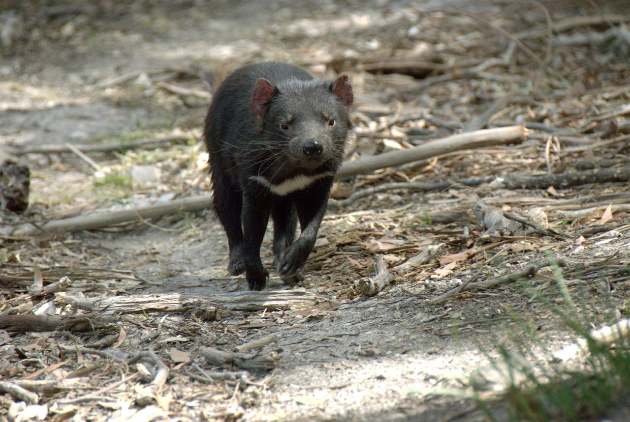 tasmanischer teufel