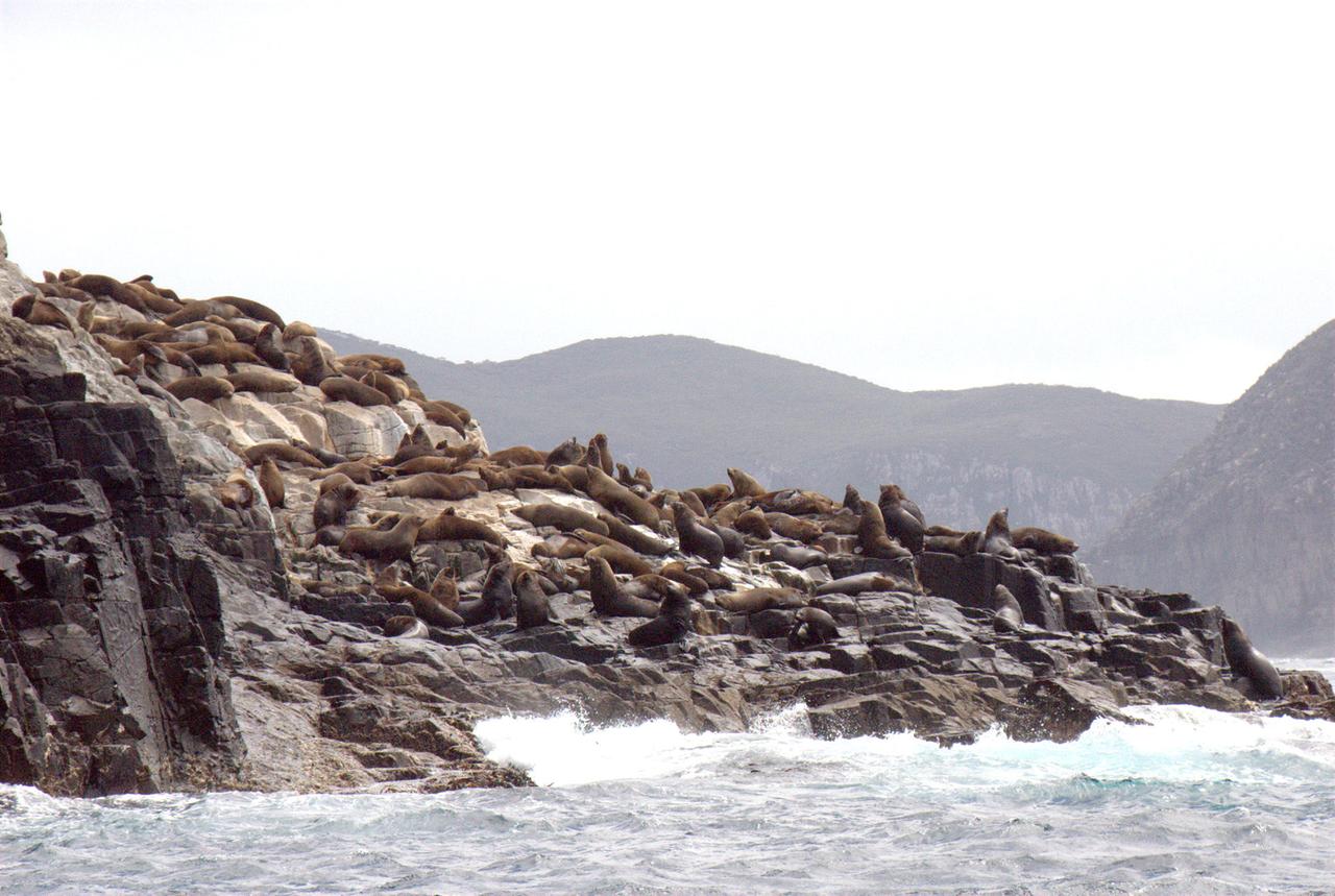 robben auf den felsen