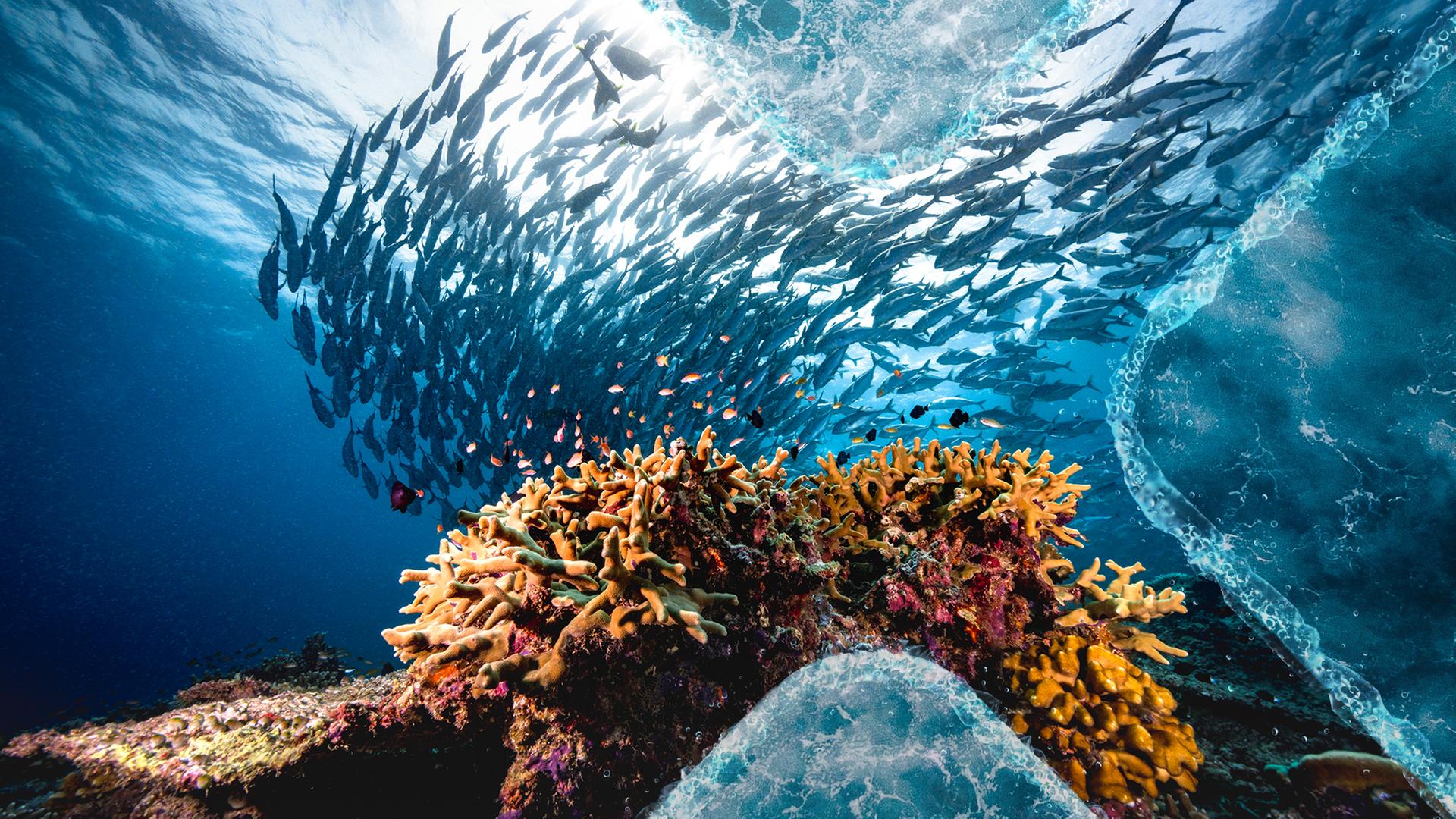 Jackfisch Schwarm und Koralle unter Wasser