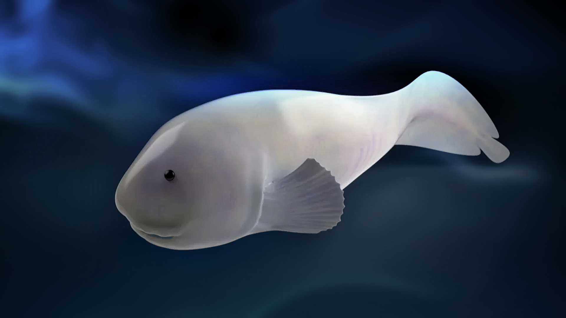 Fisch aus dem Marianengraben.