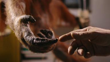 Ein Orang Utan Zeigefinger berührt einen Menschenzeigefinger