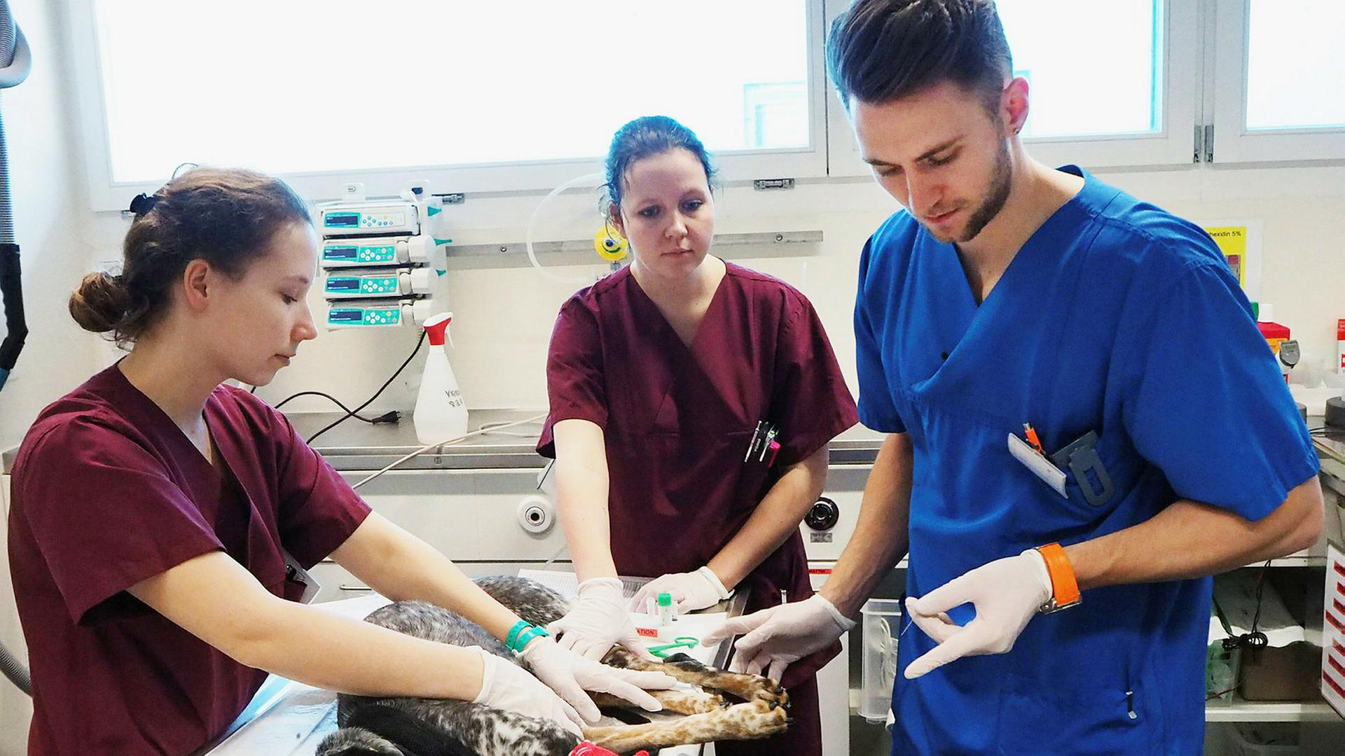 Tierärztin William arbeitet im Tierspital Bern. Hier landen die schwierigen Fälle. Der junge Tierarzt darf sich nicht aus der Ruhe bringen lassen