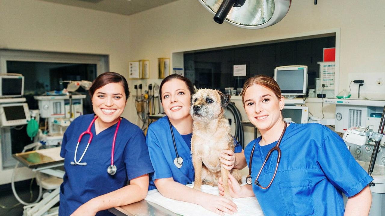 Tierärztin_Die drei jungen Tierärztinnen Eléonore, Florence und Alix müssen sich im Alltag beweisen