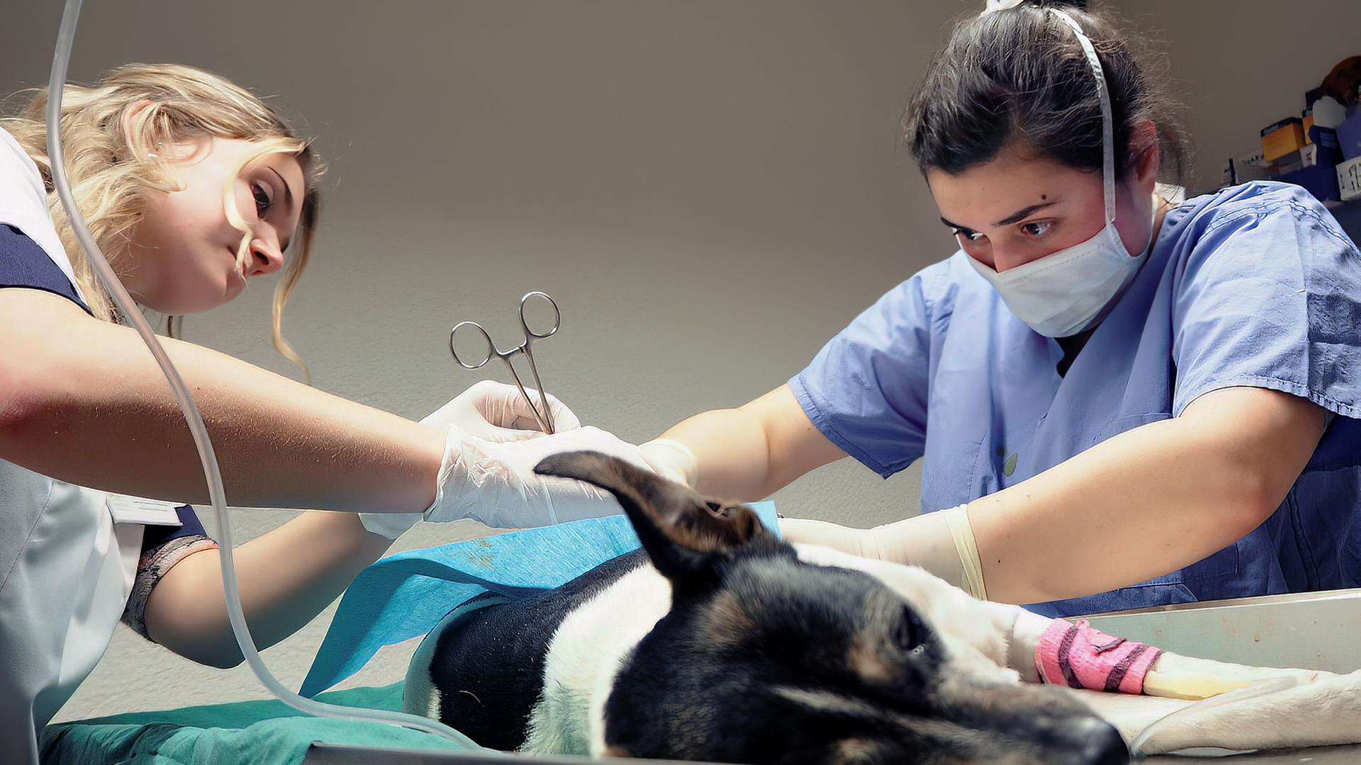 Zwei Frauen operieren einen Hund