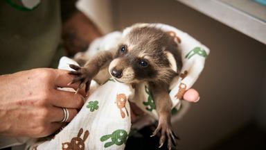 Ein wenige Wochen altes Waschbärbaby liegt eingewickelt in eine Decke in den Händen einer Tierpflegerin.