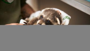 Ein wenige Wochen altes Waschbärbaby liegt eingewickelt in eine Decke in den Händen einer Tierpflegerin.