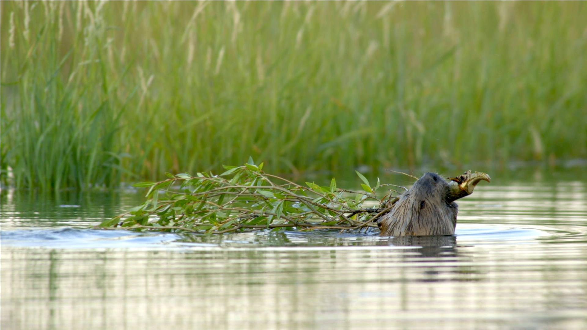Schwimmender Biber mit einem Ast