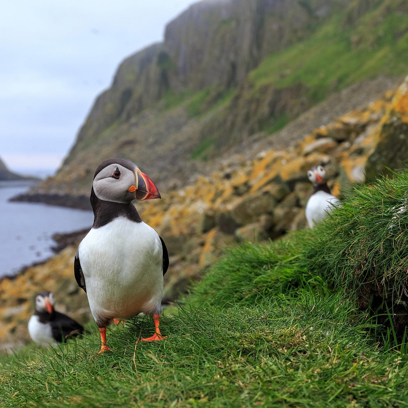 Papageitaucher am Eingang der Nisthöhle.