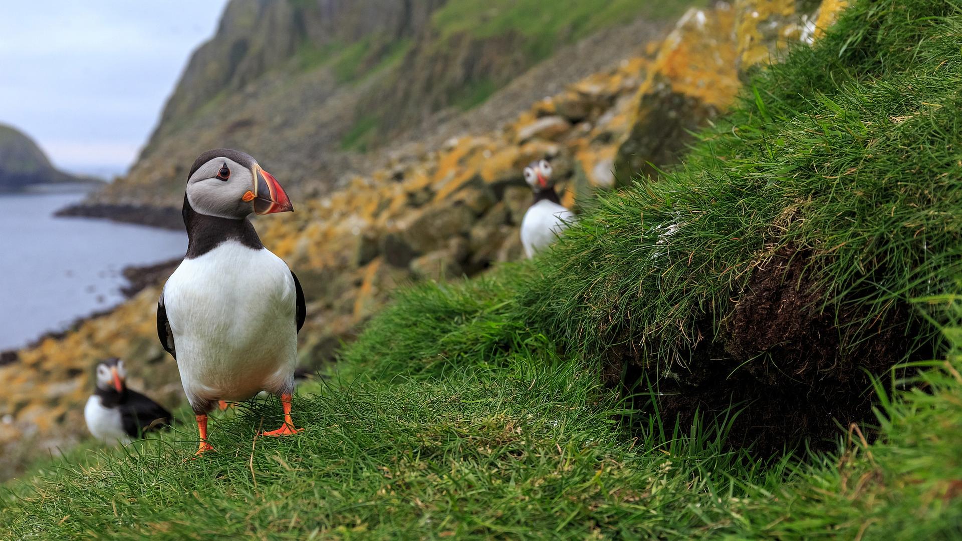 Papageitaucher am Eingang der Nisthöhle.