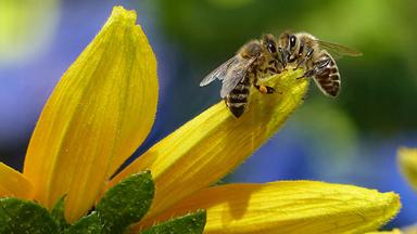 Zwei Bienen sitzen auf einer gelben Blüte vor einem unscharfen grün-blauen Hintergrund. 