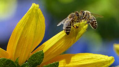 Zwei Bienen sitzen auf einer gelben Blüte vor einem unscharfen grün-blauen Hintergrund. 
