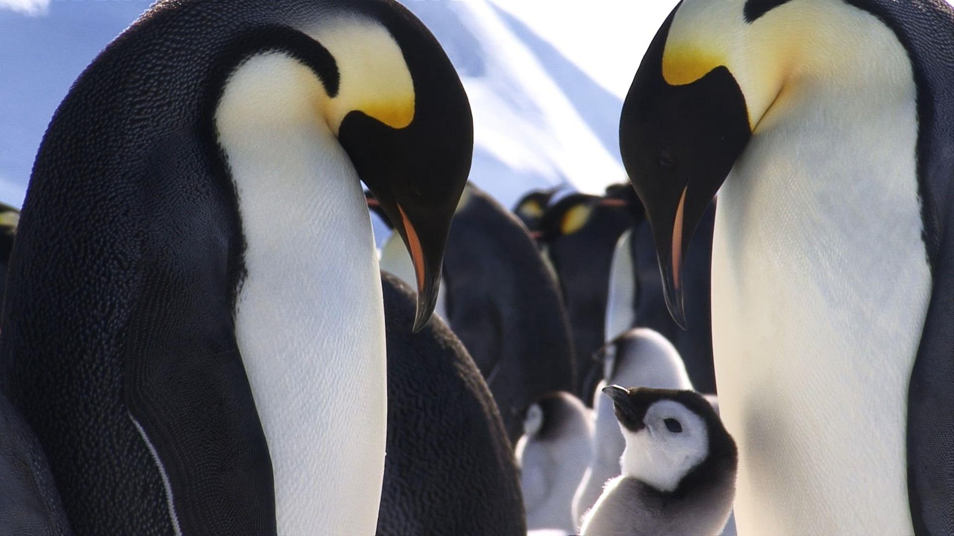 Zwei erwachsene Kaiserpinguine mit mehreren Jungtieren in einer Gruppe auf Schnee.