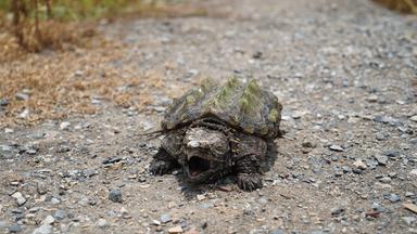 Weitwinkelaufnahme einer Schildkröte mit geöffnetem Maul auf einem Kiesweg .