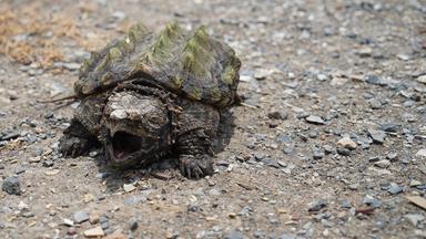 Weitwinkelaufnahme einer Schildkröte mit geöffnetem Maul auf einem Kiesweg .