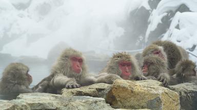 Eine Gruppe von Japanmakaken sitzt auf Felsen am Rand eines heißen Quellbeckens im Schnee. 