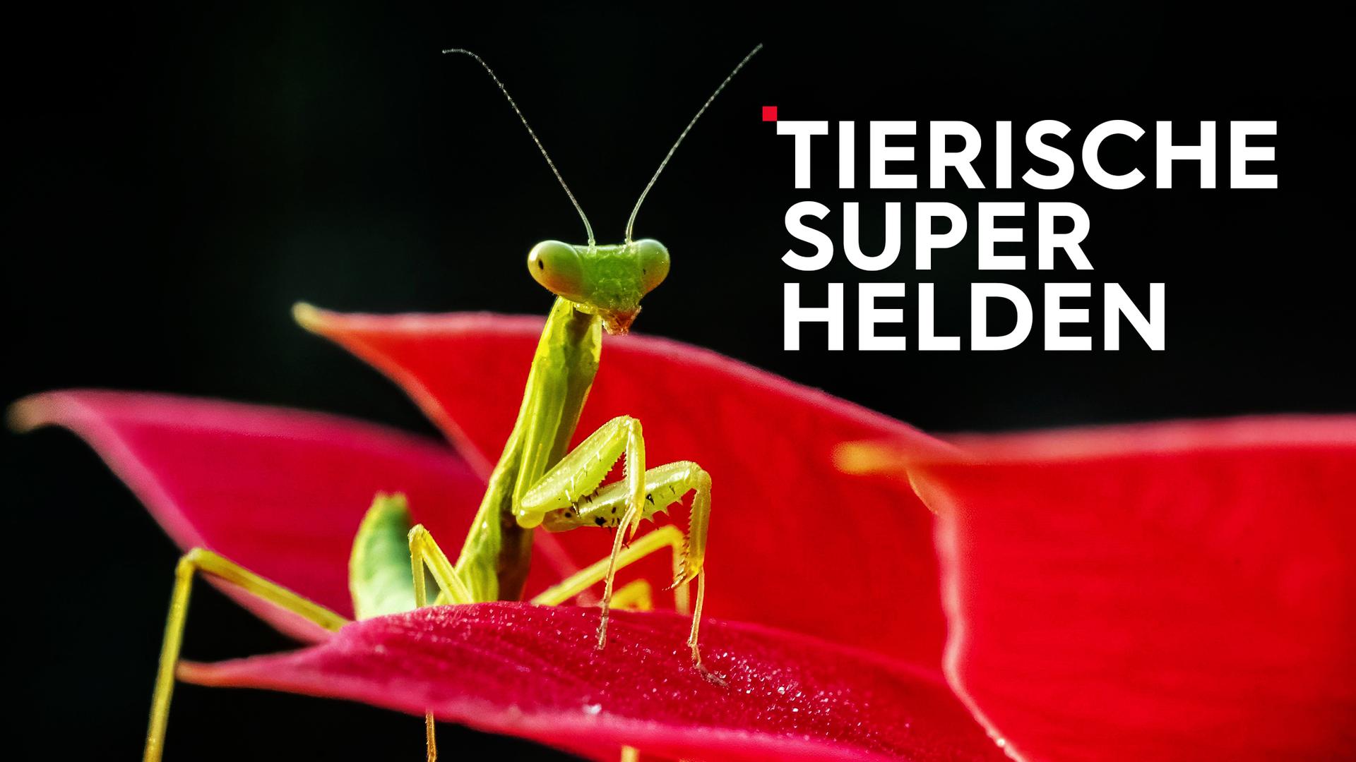 Tierische Superhelden Sendetypical 2400x1350 16zu9