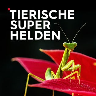 Tierische Superhelden Sendetypical 2400x1350 16zu9